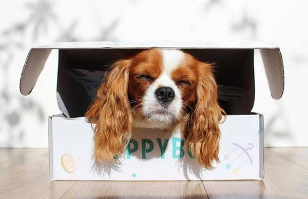Puppybox