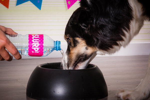 DIY Printklare Puppypawty Set