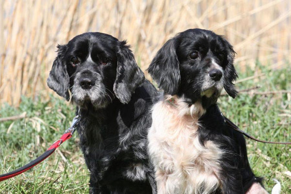 Doneer een Snuffelbox