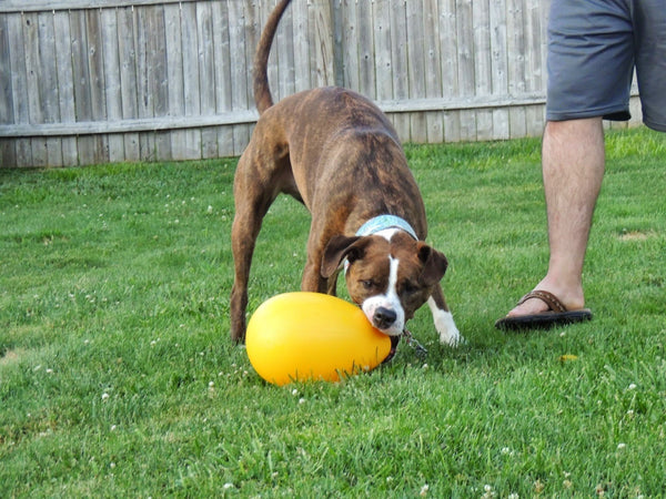 Jolly Egg (35% korting)